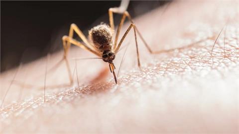 每個人身上都有！蚊子最愛「1氣味」　專家：大部分的蚊子都會被吸引