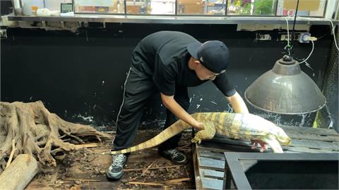 獨家／狐獴.蜥蜴陪你吃午餐！　台中首家「特寵餐廳」曝光