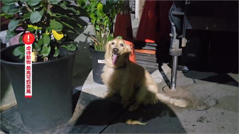 陽台無防護！臘腸犬墜樓恐癱瘓　飼主列黑名單終生不得飼養貓犬
