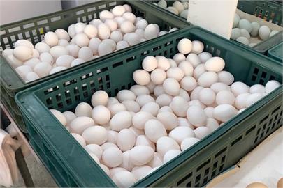 快新聞／農業部公布畜產會雞蛋冷鏈倉儲情況　明起連3日聯合稽查