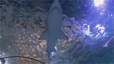 提升對鯊魚「抗咬力」！　澳洲科學家研發新材質潛水衣