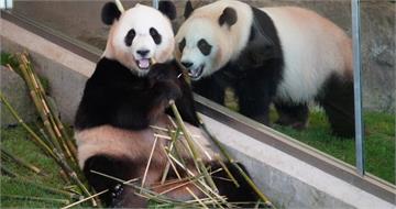 和歌山動物園4熊貓準備返回中國　最後開放日塞滿遊客送別