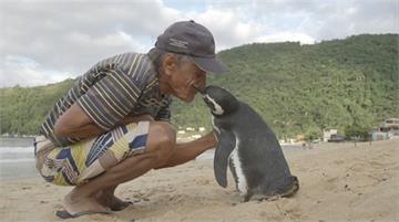 在海邊救了一隻奄奄一息的企鵝，沒想到一年之後...牠竟游了8千里來向報恩！！
