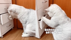 你家貓咪有什麼才藝？喵皇輕鬆拉開抽屜：「看看裡面有沒有偷藏好吃的」