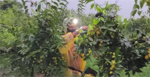 凱米逼近！農民搶收紅棗、苦瓜　花椰菜蓋網子擋風雨