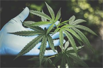 嗨變害！大麻近年「濃度提升十倍」   精神病風險超車安非他命