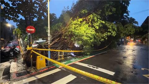 青田街停車場內"10公尺高路樹"倒塌　四輛車遭波及