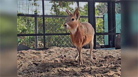 壽山動物園歲末迎新　鵜鶘等多種動物報到
