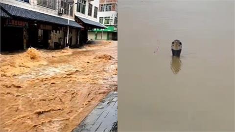 中國廣西水庫潰堤！養蛇場垮了「沖出900條蛇」驚悚畫面曝⋯網悲喊：有人被咬死