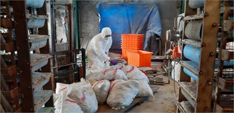 彰化爆H5N1禽流感！　逾6.5萬隻鵪鶉被撲殺