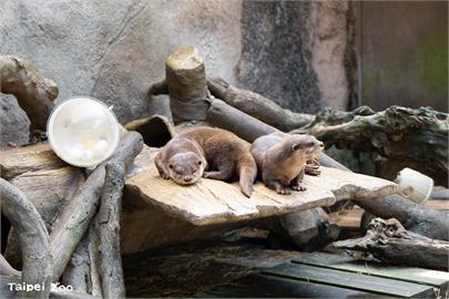 宜蘭漂流木打撈再利用！　變身動物園水獺樹穴、熊貓爬架