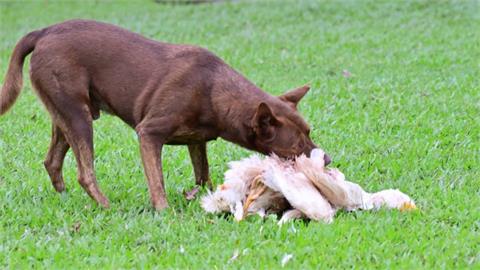 奇美博物館野鵝遭咬死　流浪犬安全問題引關注