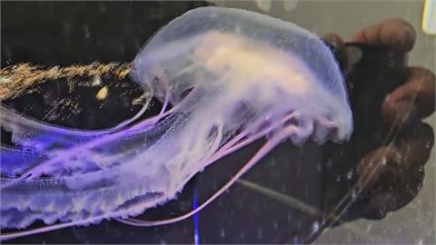 越可愛越可怕！僧帽水母、海蛞蝓「暗藏劇毒」一摸恐休克致死