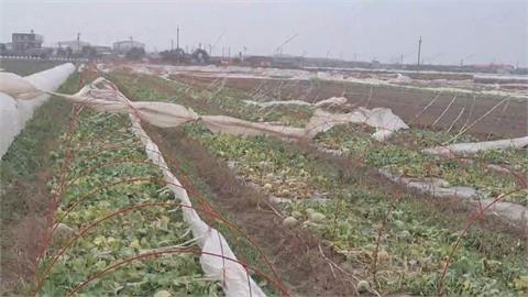 康芮颳10級強風　台南洋香瓜帆布遭吹垮　農民冒雨搶救