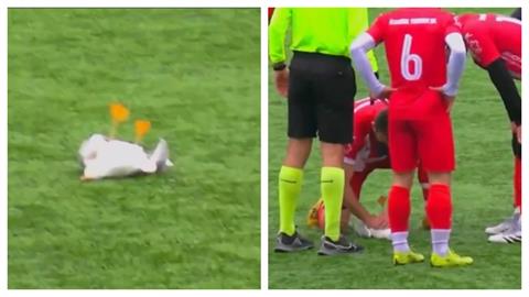 足球(影)／踢中海鷗差點釀成悲劇！隊長「CPR急救」海鷗神奇甦醒球迷狂讚