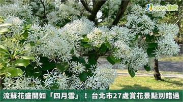 流蘇花盛開如「四月雪」！ 台北市27處賞花景點別錯過