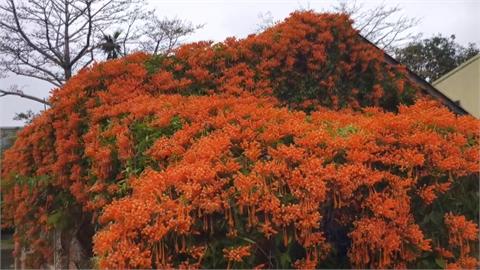 滿版炮仗花海　公館金橘瀑布罩紅磚老屋成打卡秘境