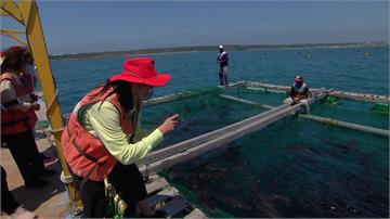 搶救海鱺媽媽 公益團體澎湖放流