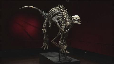 史上最完整「彎龍」化石將拍賣　售價估計超過台幣4千萬