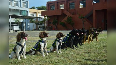 快新聞／超萌！「毛英雄」國慶亮相警犬大集合　緝毒偵爆、災區救人
