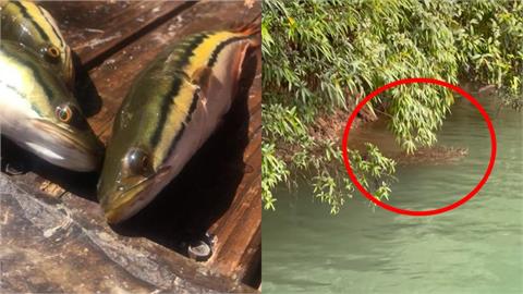 日月潭「惡霸」魚虎繁殖期升警戒！上千隻「死亡泡泡」竄出水面全被拍