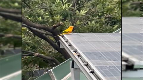 鸚鵡受驚離家出走！飛到派出所頂樓徘徊　警拿橘子誘捕！1小時後順利落網