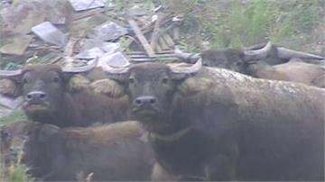 當抓寶？大漢溪違法養水牛遭拍賣 得標者要想辦法「自己抓牛」