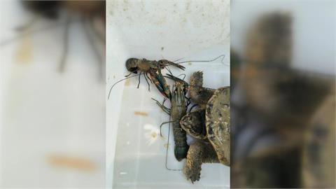 外來種入侵曾文水庫！　釣客驚見擬鱷龜、澳洲龍蝦