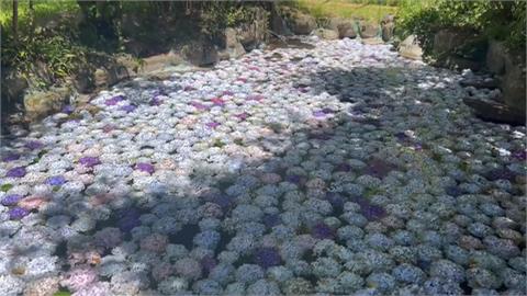 武陵農場水中花毯美翻　繡球花浸水池延長2週壽命