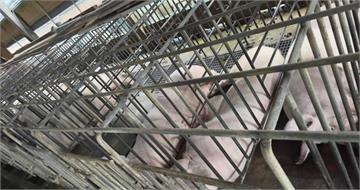 36年心血全沒了！嘉義豬農控台電漏電電死百頭豬　慘狀「七孔流血、骨頭爆裂」