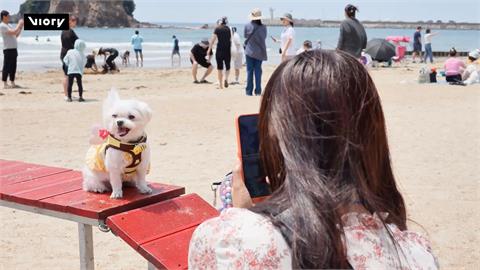 南韓花地海水域場變毛小孩遊樂場！　人狗沙灘戲水玩樂