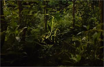 木柵公園萃湖螢光熠熠　賞螢趁現在！