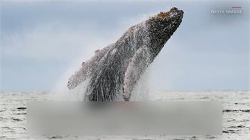跑錯棚！ 3頭座頭鯨誤闖「鱷河」嚇傻科學家
