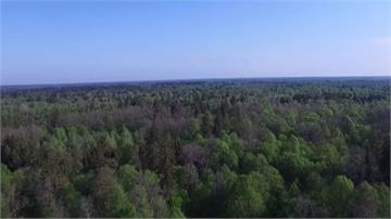全球／波蘭濫伐歐洲最大原始林 恐被罰上億台幣