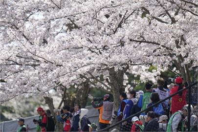 春暖花開！　日本東京、大阪湧賞花人潮