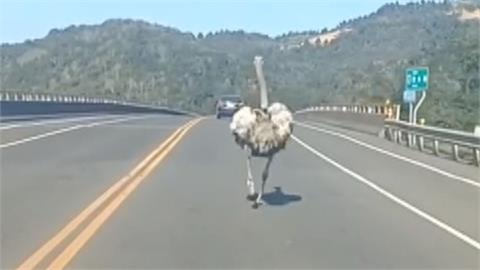 這隻「乖乖」真的不乖　鴕鳥大街狂奔追汽車
