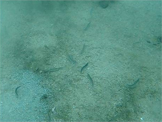 水試所影像記錄澎湖丁香魚產卵　盼能改善保護措施、促進漁業資源永續