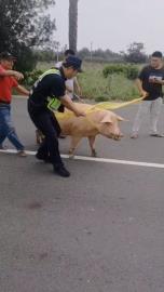 雲林路上驚見「重量級逃犯」！　警民合作聯手抓捕百公斤母豬