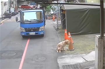 黃金獵犬獨自遊街　新北動保處揪3項違規開罰8萬3000元