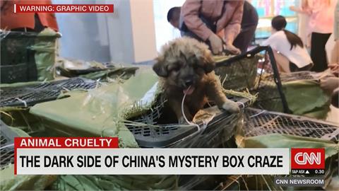 中國「寵物盲盒」慘無人道 引國際媒體注意