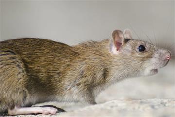 國內爆發首例漢他病毒　台北7旬翁感染後8天不治身亡