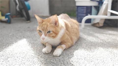 快新聞/暖!她領養橘貓「養至18年高壽」 盼協尋送養者安心