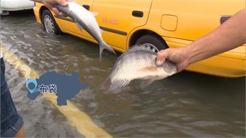 嘉義海線重災區 漁塭滿溢 魚群路上游