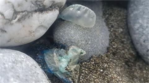 岸邊「藍色塑膠袋」別亂撿！整片海灘全是「世界第3毒」被螫恐致命