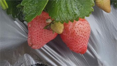 連5天降雨！苗栗大湖草莓發霉發黑　產量損失5成