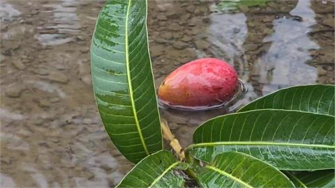 暴雨狂炸！屏東枋山芒果園「淹及小腿肚」　上千顆芒果掉落泡水