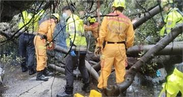逢甲榕樹倒塌釀1死3傷!疑「樹木黑死病」害根爛 專家揭關鍵:頭重腳輕釀人禍
