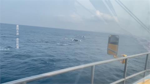 賺到了！巧遇大群海豚伴遊　東琉線交通船變賞鯨船