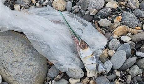 水針魚「魚頭」遍布七星潭海灘　不是花蓮地震影響！竟是「這原因」