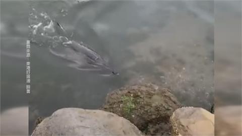 嬌客造訪！　屏東大鵬灣海豚現蹤　管理處籲遊客「不要驚擾」